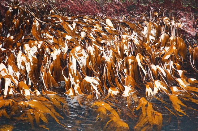 Laminaria digitata, a brown alga