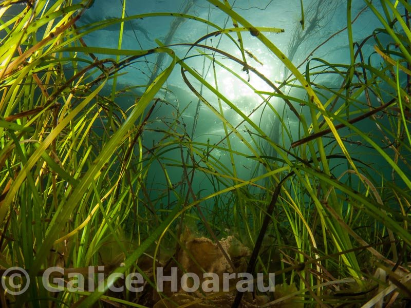 Zostera marina seagrass meadow