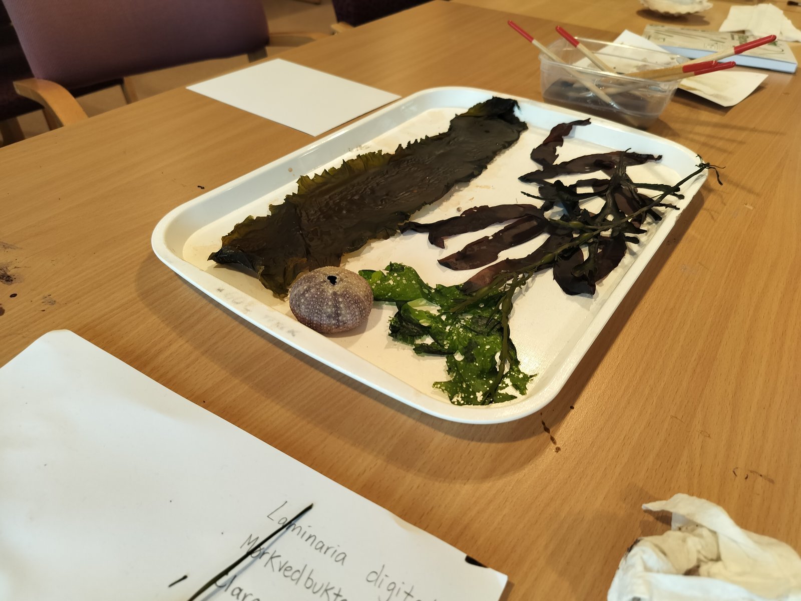Tray of fresh specimens: kelp blade, red algae, sea lettuce and a sea urchin test