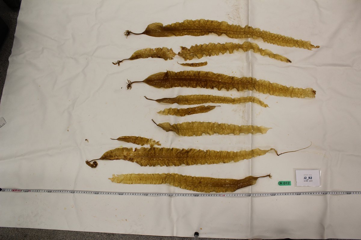 Harvested cultivated Saccharina latissima